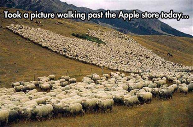 isheep